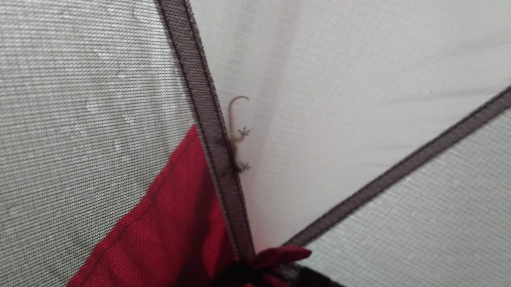 Mini gekko die in onze tent voor de regen heeft geschuild.